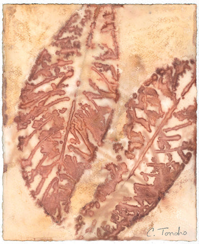 Cassandra Tondro Loquat leaf print plant art